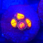 Zoanthus Zoa Date Night