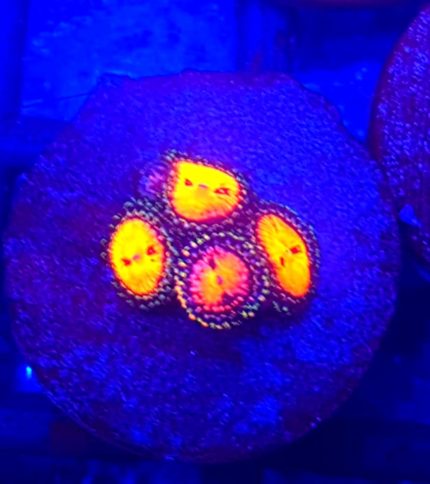 Zoanthus Zoa Date Night