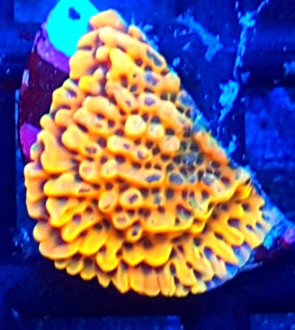 Montipora danae Ultra Orange SpS KORALOWIEC