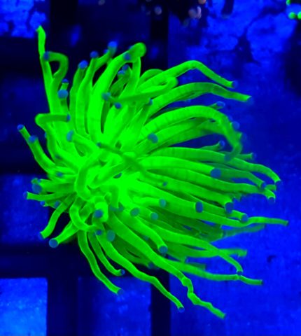 Euphyllia glabrescens "Holy Grail"