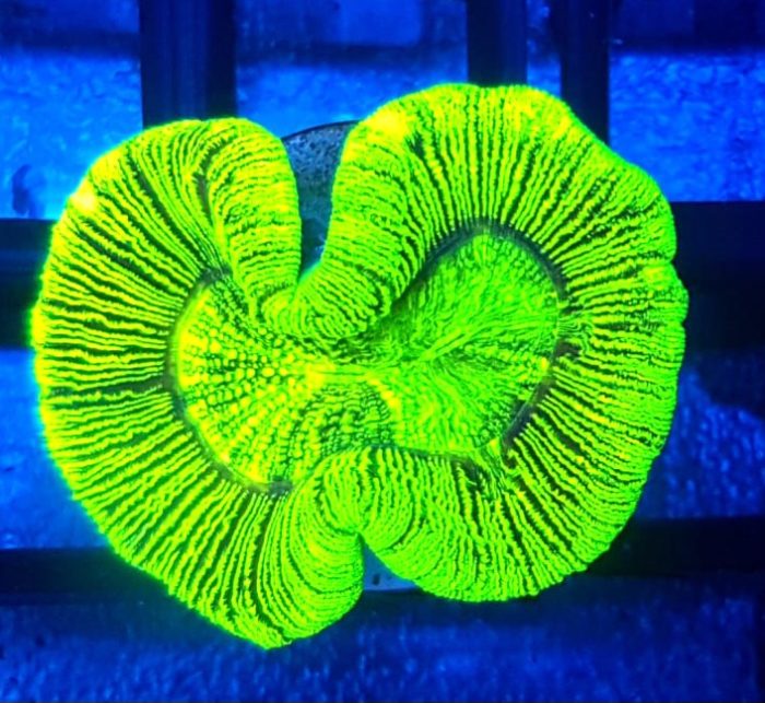 Trachyphyllia geoffroyi Green ultra