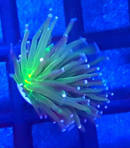 Euphyllia glabrescens "Blueberry"
