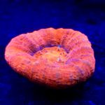 Scolymia australis Ultra Red