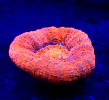 Scolymia australis Ultra Red