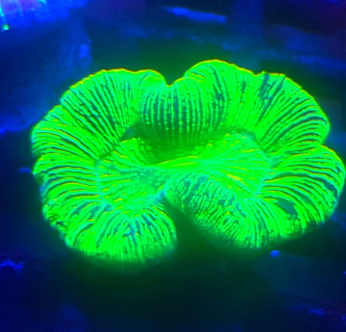 Trachyphyllia spp. Green Ultra