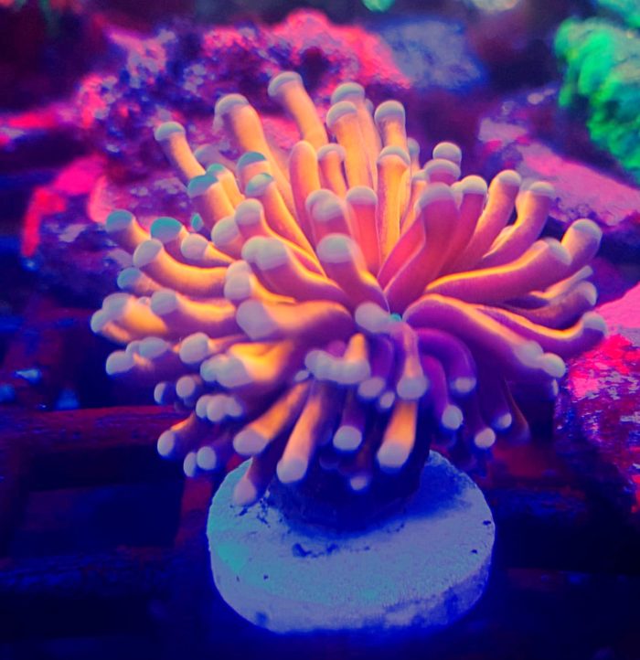 Euphyllia glabrescens Gold 24K – Australia