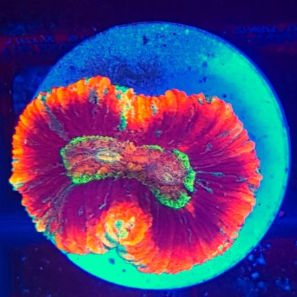 Trachyphyllia Rainbow (Premium) LPS