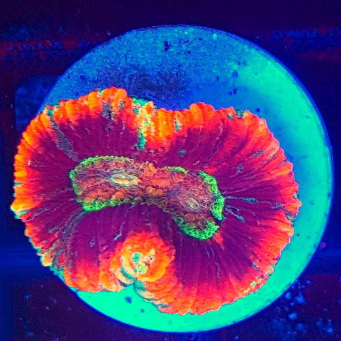 Trachyphyllia Rainbow (Premium) LPS