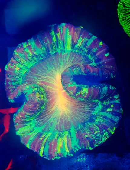Trachyphyllia Rainbow
