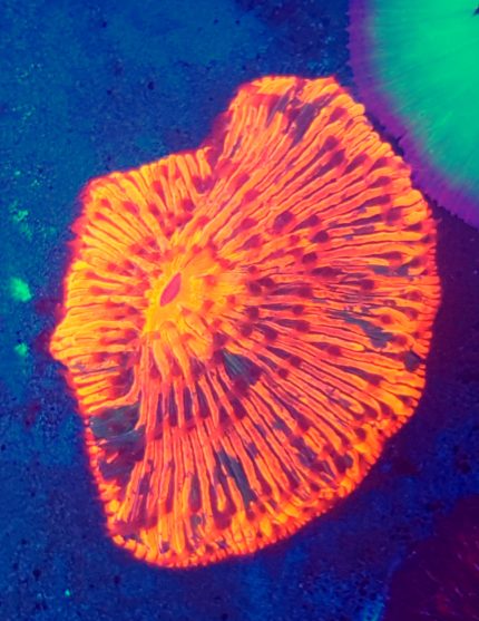 Fungia Orange Ultra Lps