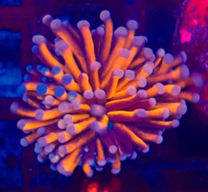 Euphyllia glabrescens Gold 24K – Australia
