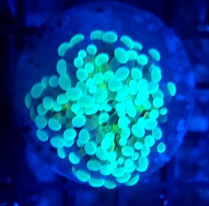 Euphyllia baliensis lightning