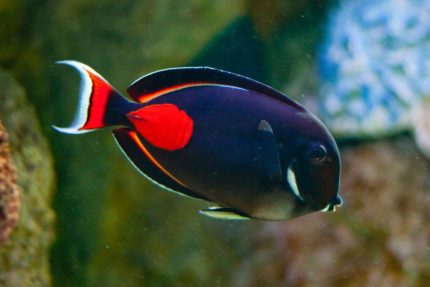 Acanthurus achilles RYBA pokolec