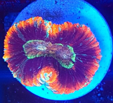 Trachyphyllia sp. (Rainbow) (Ultra)