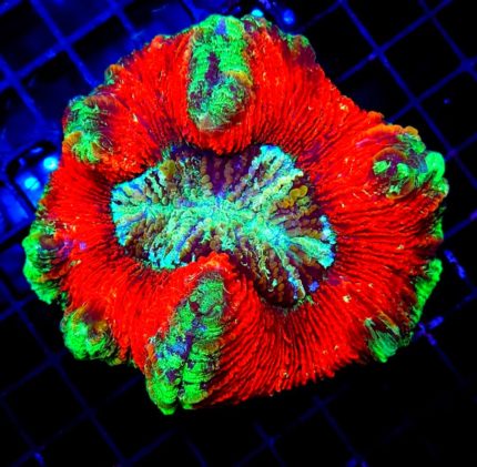 Trachyphyllia Geofroyi ULTRA Australia , KORALOWIEC LpS