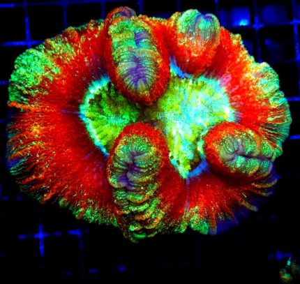 Trachyphyllia Geofroyi ULTRA Australia L