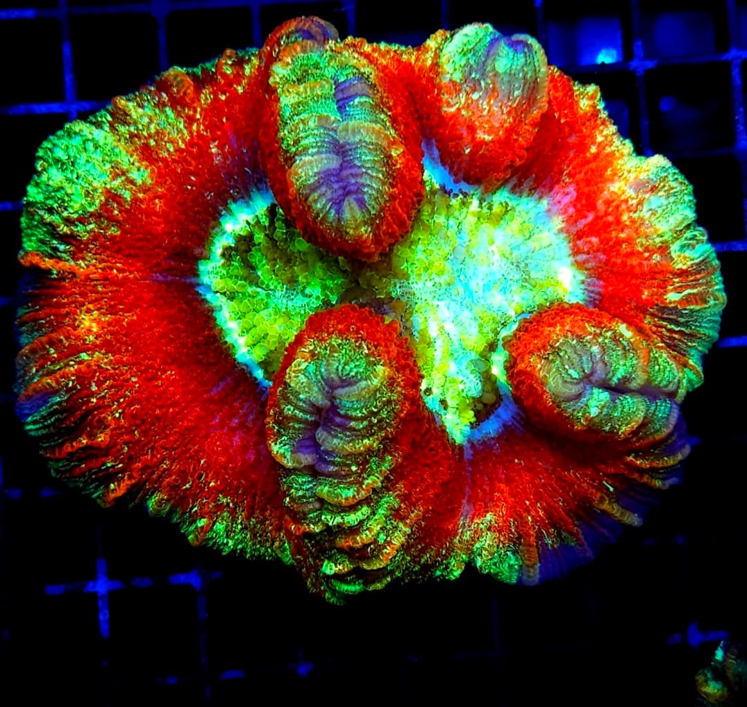 Trachyphyllia Geofroyi ULTRA Australia Trachyphyllia Geofroyi ULTRA Australia L