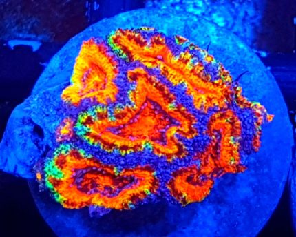 Rainbow Acanthastrea koralowiec LPS . AKWARIUM MORSKIE