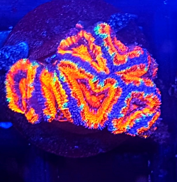 acanthastrea rainbow australia koralowiec acanthastrea rainbow acanthastrea australia lps koralowiec tęczowy do akwarium akwarystyka morska koralowce LPS koralowce morskie australia acanthastrea rainbow australia koralowiec acanthastrea rainbow acanthastrea australia lps koralowiec tęczowy do akwarium akwarystyka morska koralowce LPS koralowce morskie australia