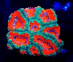 acanthastrea ultra color australia koralowiec acanthastrea ultra color ultra color lps australia kolorowe koralowce premium akwarystyka morska koralowce lps