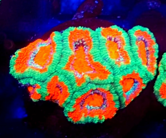 acanthastrea ultra color australia koralowiec acanthastrea ultra color ultra color lps australia kolorowe koralowce premium akwarystyka morska koralowce lps acanthastrea ultra color australia koralowiec acanthastrea ultra color ultra color lps australia kolorowe koralowce premium akwarystyka morska koralowce lps