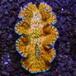 tridacna derasa małża tridacna derasa akwarystyka morska małża olbrzymia do akwarium tridacna derasa pielęgnacja tridacna derasa cena tridacna derasa sklep akwarystyczny