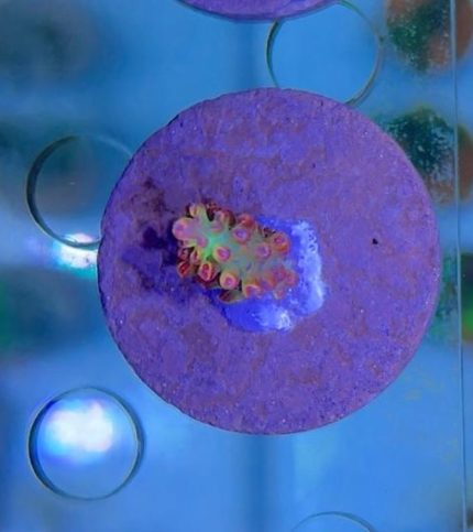 Acropora Strawberry-SPS-AKWARIUM MORSKIE-KORALOWIEC-AMAZING REEF-TRUSKAWKA