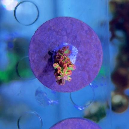 ACROPORA-MICROCLADOS-SPS-KORALOIWEC-AKWARIUM-RAFA-SKLEP AMAZING REEF