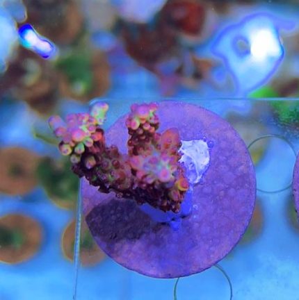 Acropora Strawberry-SPS-TRUSKAWKA-KORALOWIEC-AKWARIUM MORSKIE