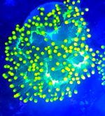 catalaphyllia jardinei yellow tip elegance coral yellow tip rzadka catalaphyllia lps kolekcjonerski koral elegance koralowiec premium żółty catalaphyllia premium reef egzotyczne korale lps