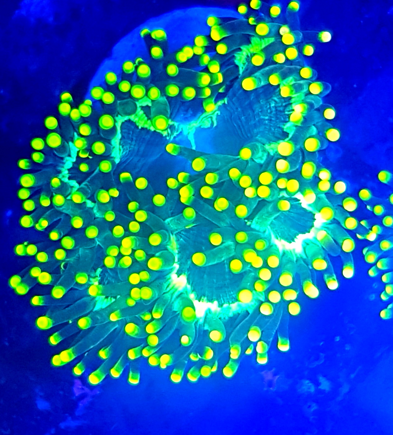 catalaphyllia jardinei yellow tip elegance coral yellow tip rzadka catalaphyllia lps kolekcjonerski koral elegance koralowiec premium żółty catalaphyllia premium reef egzotyczne korale lps catalaphyllia jardinei yellow tip elegance coral yellow tip rzadka catalaphyllia lps kolekcjonerski koral elegance koralowiec premium żółty catalaphyllia premium reef egzotyczne korale lps