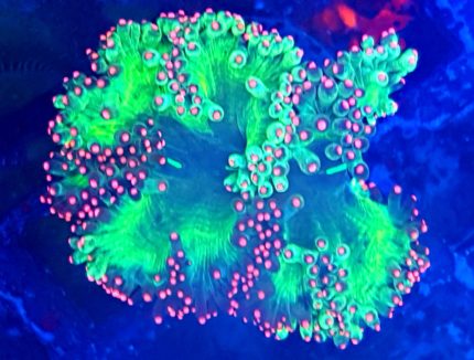 catalaphyllia jardinei pink tip elegance coral pink tip rzadka catalaphyllia lps kolekcjonerski koral elegance koralowiec premium różowy catalaphyllia premium reef egzotyczne korale lps akwarystyka morska kolekcjonerska „rzadka Catalaphyllia jardinei” „kolekcjonerski koral Elegance” „koralowiec LPS premium” „Catalaphyllia żółte końcówki” „egzotyczne korale rafowe