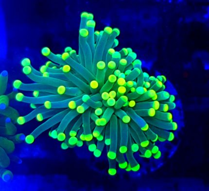 euphyllia glabrescens yellow-green tip rzadka euphyllia lps kolekcjonerski koral akwariowy koralowiec żółto-zielony euphyllia premium torch egzotyczne korale morskie euphyllia do akwarium rafowego akwarystyka morska kolekcjonerska