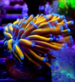 euphyllia glabrescens tiger euphyllia tiger torch koralowiec tygrysi lps kolekcjonerski koral akwariowy premium korale do akwarium morskiego euphyllia egzotyczna korale rafowe lps akwarystyka morska premium