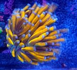 euphyllia glabrescens tiger euphyllia tiger torch koralowiec tygrysi lps kolekcjonerski koral akwariowy premium korale do akwarium morskiego euphyllia egzotyczna korale rafowe lps akwarystyka morska premium