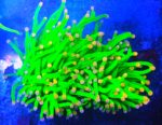 euphyllia glabrescens toxic green euphyllia neon green koralowiec toxic green torch koral LPS premium zielony korale fluorescencyjne akwariowe euphyllia do akwarium rafowego koral akwariowy neon akwarystyka morska premium