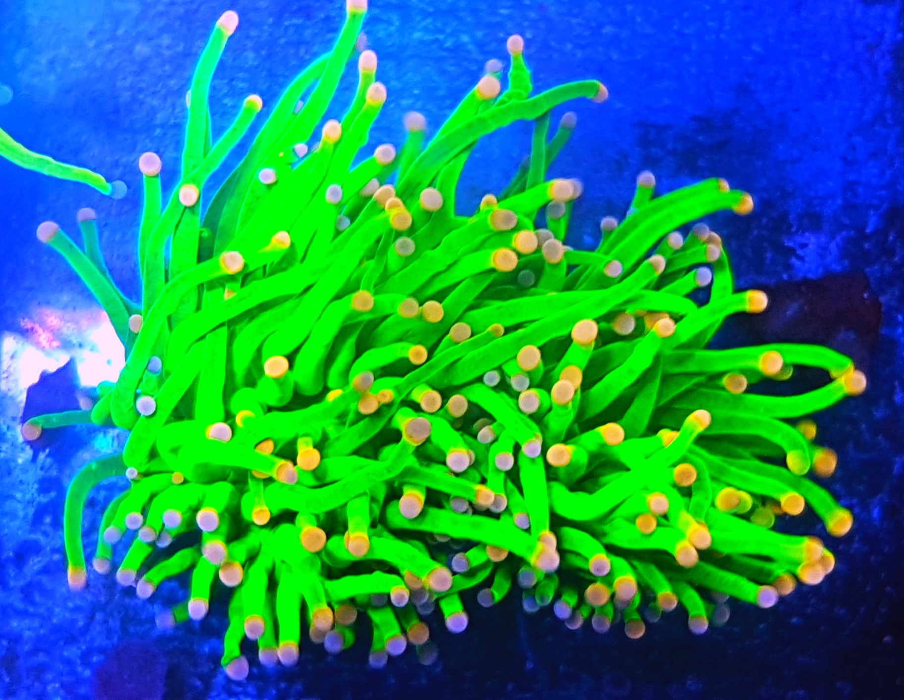 euphyllia glabrescens toxic green euphyllia neon green koralowiec toxic green torch koral LPS premium zielony korale fluorescencyjne akwariowe euphyllia do akwarium rafowego koral akwariowy neon akwarystyka morska premium euphyllia glabrescens toxic green euphyllia neon green koralowiec toxic green torch koral LPS premium zielony korale fluorescencyjne akwariowe euphyllia do akwarium rafowego koral akwariowy neon akwarystyka morska premium
