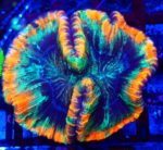 Trachyphyllia Trachyphyllia geoffroyi koral Trachyphyllia koral LPS Open Brain Coral koral do akwarium morskiego