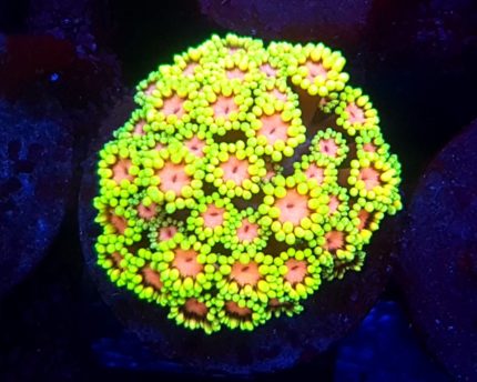 goniopora żółta koral goniopora cena goniopora pielęgnacja korale LPS do akwarium rafowego karmienie goniopory goniopora żółta aranżacja akwarium rafowe premium