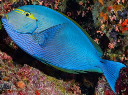 Acanthurus Mata – Ekskluzywna ryba akwariowa morska klasy premium