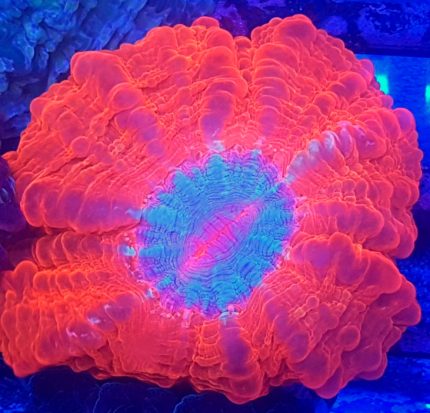 Cynarina Red-Blue – hipnotyzujący kontrast kolorów