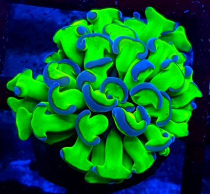 Euphyllia Ancora Reverse – kontrastowa elegancja rafy