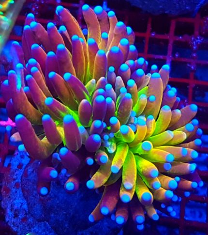 Euphyllia Glabrescens TIGER BRANCH – drapieżna elegancja rafy