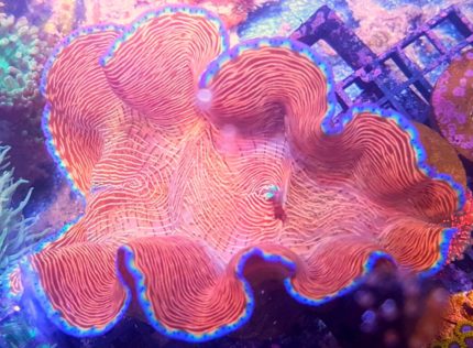 Małża Tridacna PREMIUM – żywy klejnot rafy koralowej