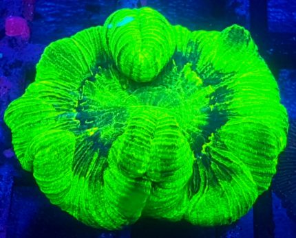 Trachyphyllia Green-Fluo – fluorescencyjna ikona rafy