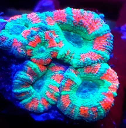 Acanthastrea lordhowensis – efektowny koral LPS o kolekcjonerskim charakterze