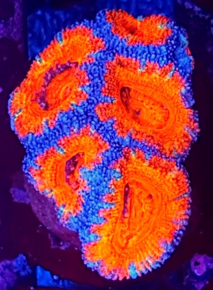 Acanthastrea lordhowensis Rainbow Australia – kolekcjonerski koral LPS premium