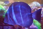 Acanthurus guttatus – prestiżowy pokolec do dużych akwariów rafowych