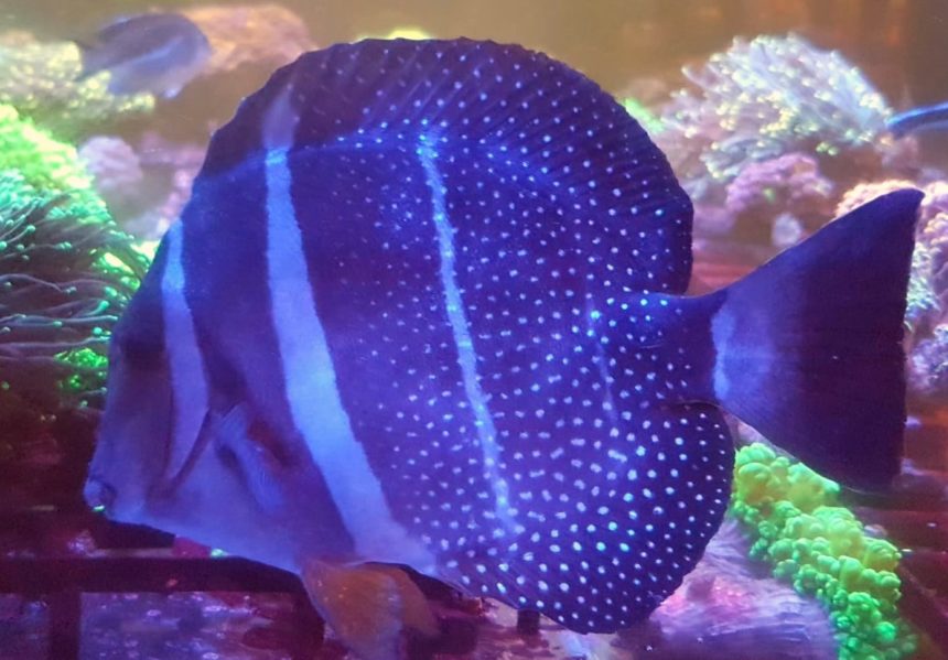 Acanthurus guttatus – prestiżowy pokolec do dużych akwariów rafowych