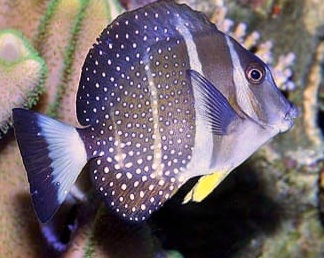 Acanthurus guttatus – prestiżowy pokolec do dużych akwariów rafowych